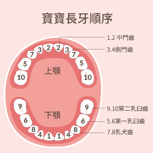 寶寶長牙順序