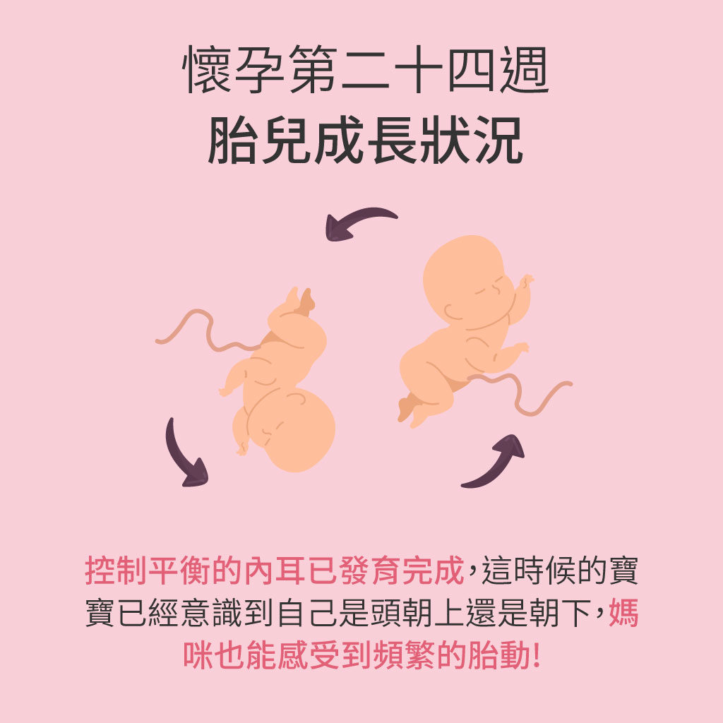 孕媽咪與寶寶全孕期週記 懷孕第24週 Mamaway 孕媽咪與寶寶全孕期週記 懷孕第24週 Mamaway