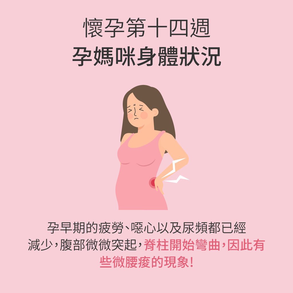 孕媽咪與寶寶全孕期週記 懷孕第14週 Mamaway