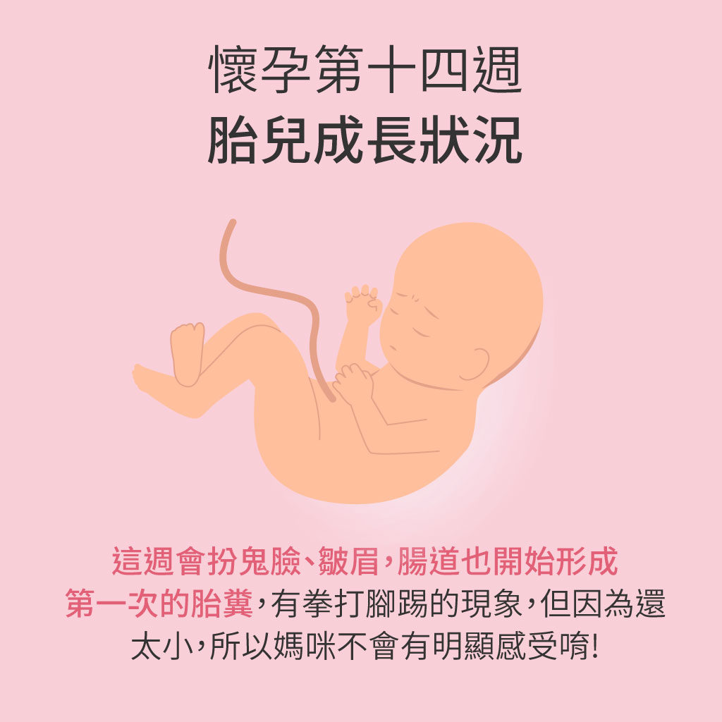 孕媽咪與寶寶全孕期週記 懷孕第14週 Mamaway