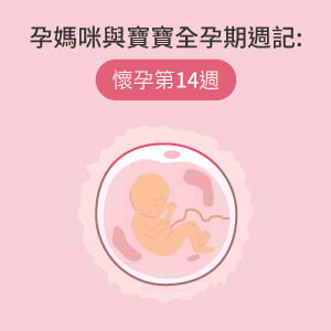 孕媽咪與寶寶全孕期週記 懷孕第14週 Mamaway