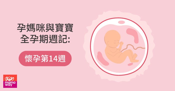 孕媽咪與寶寶全孕期週記 懷孕第14週 Mamaway