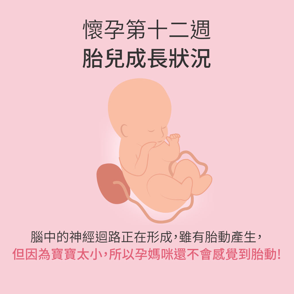 懷孕第12週胎兒成長狀況
