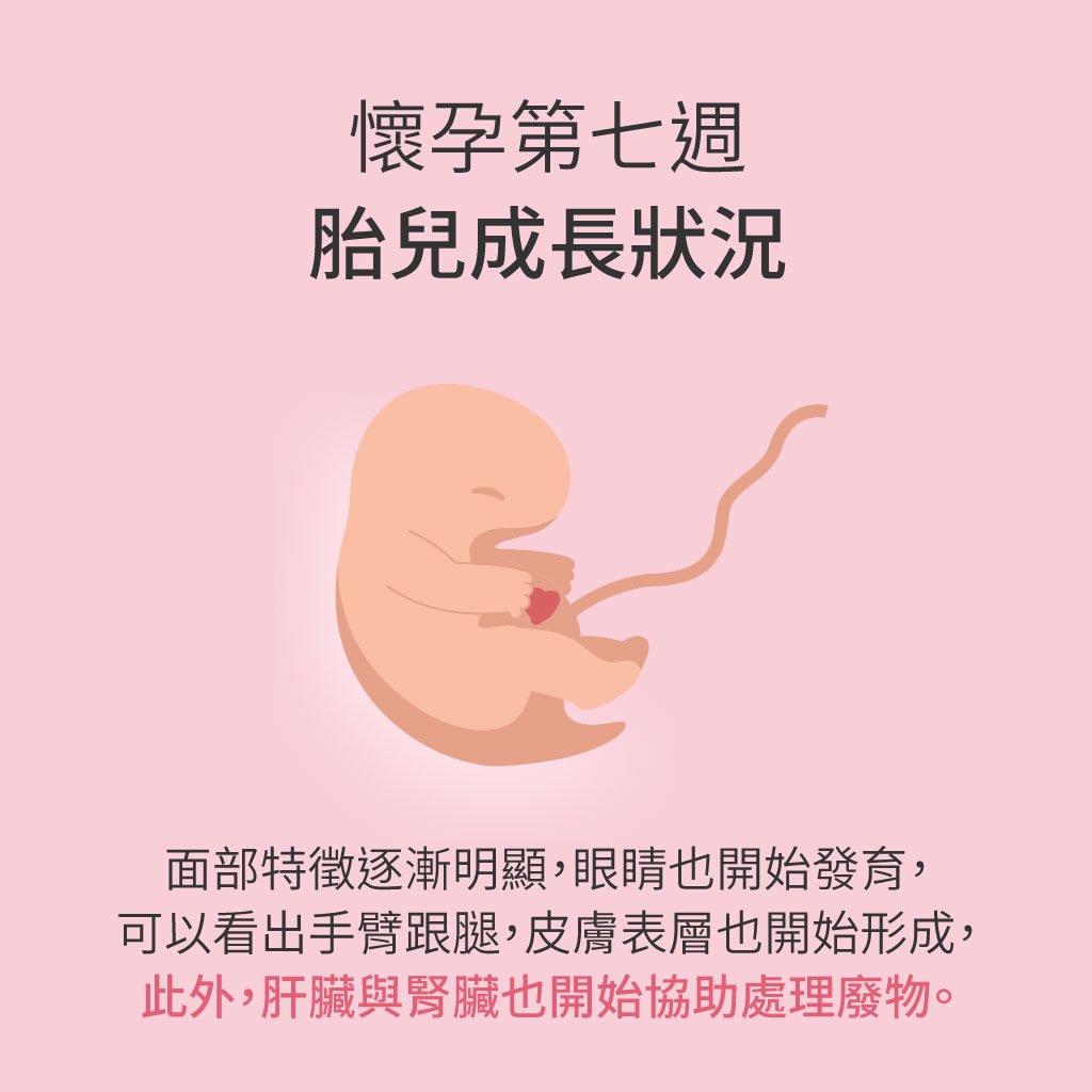 懷孕第7週胎兒成長狀況