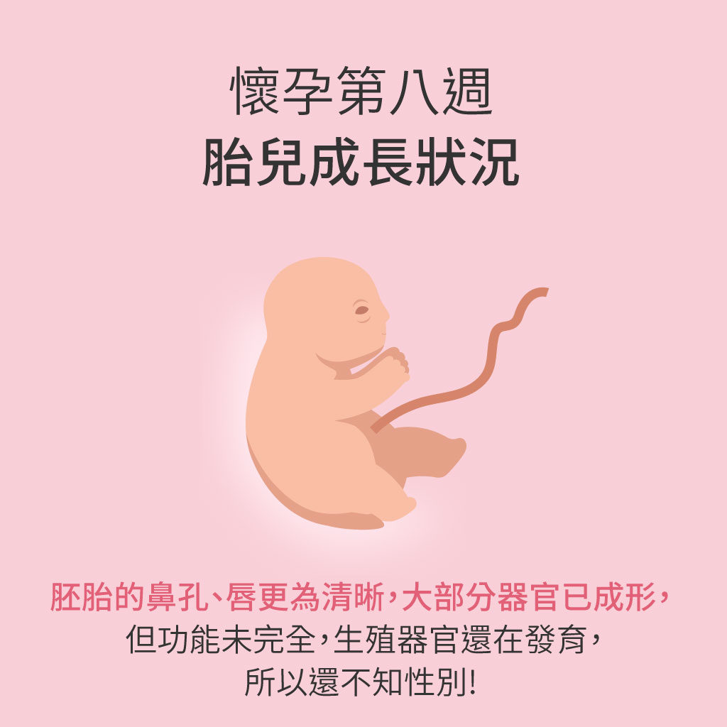 懷孕第8週胎兒成長狀況