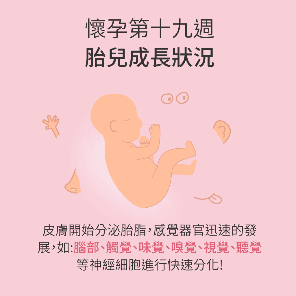 懷孕第19週胎兒成長狀況