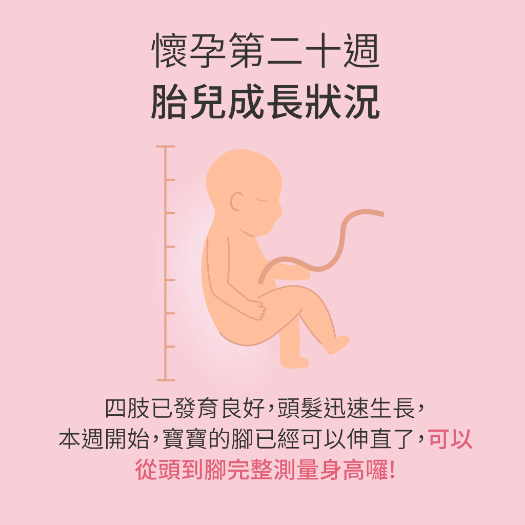 懷孕第20週胎兒成長狀況