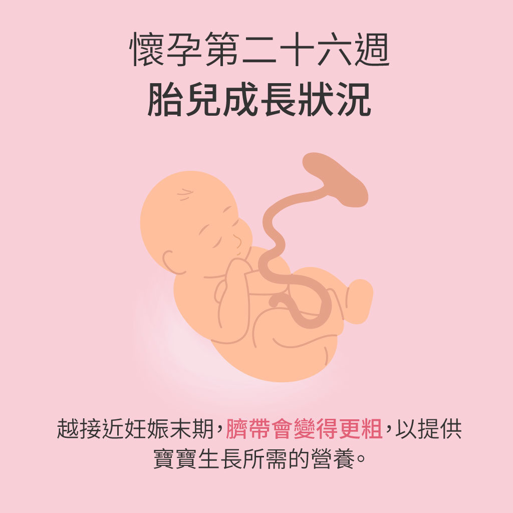 懷孕第26週胎兒成長狀況