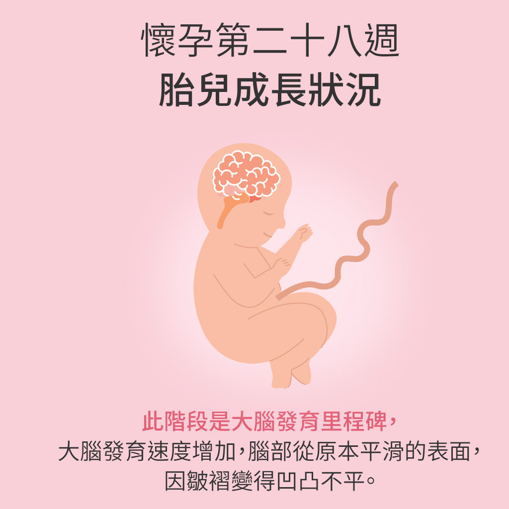懷孕第28週胎兒成長狀況