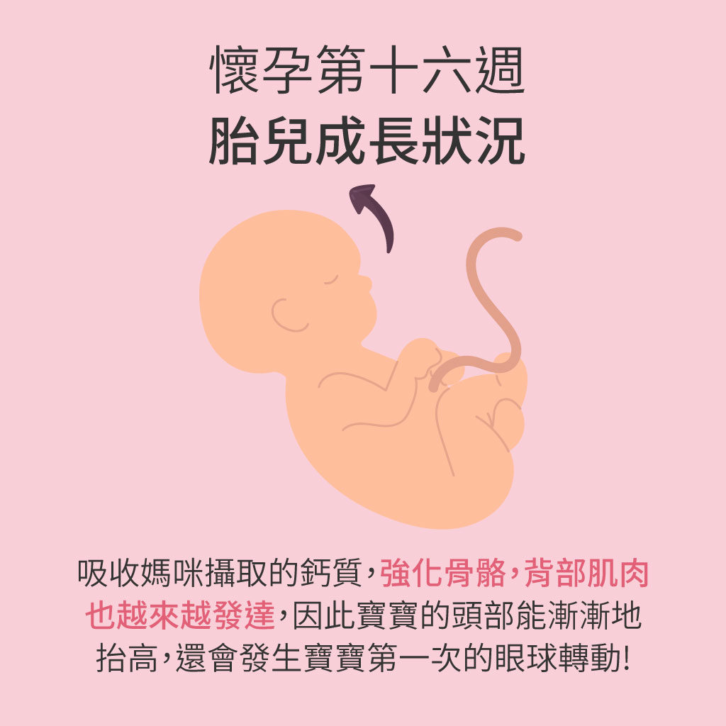 懷孕第16週胎兒成長狀況
