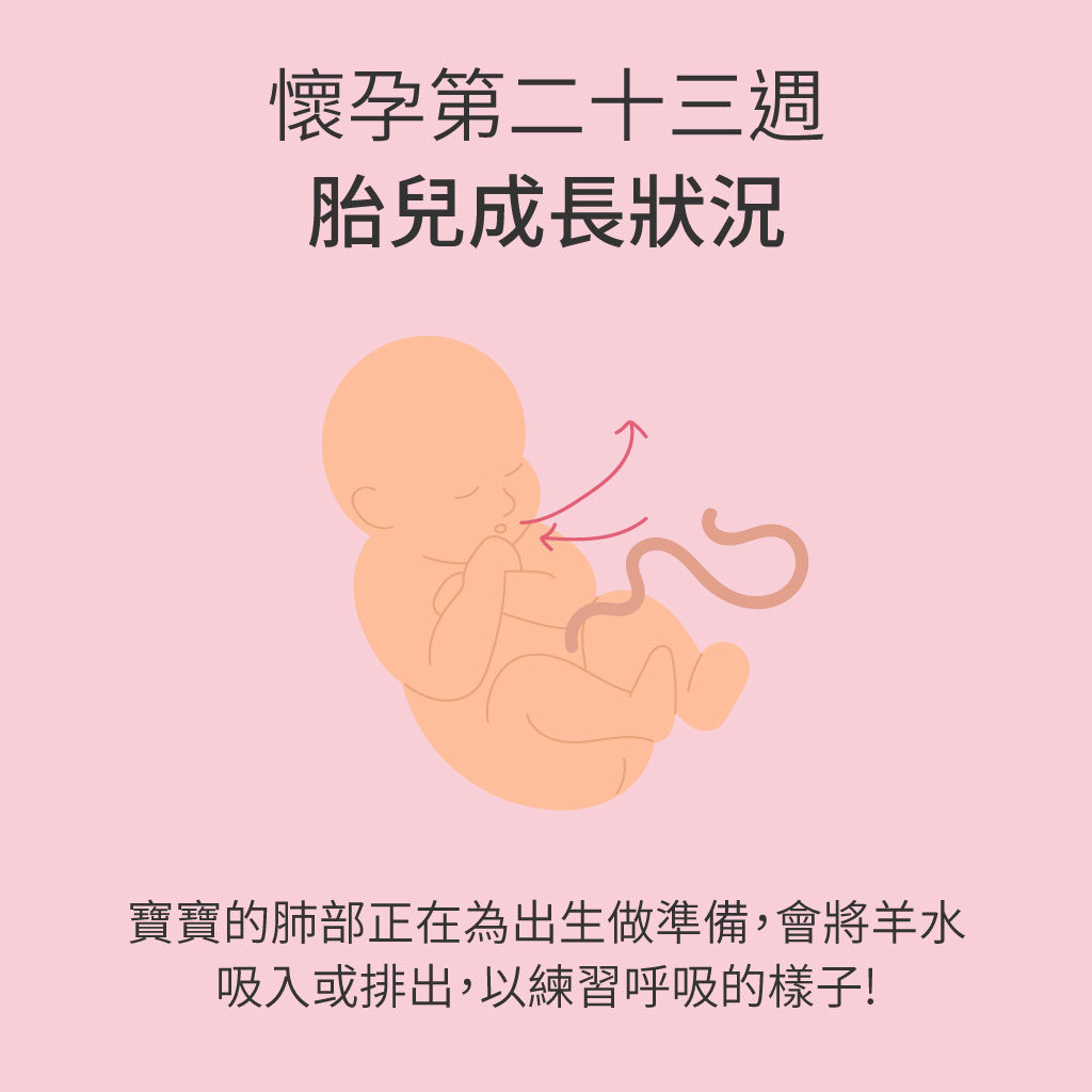 懷孕第23週胎兒成長狀況