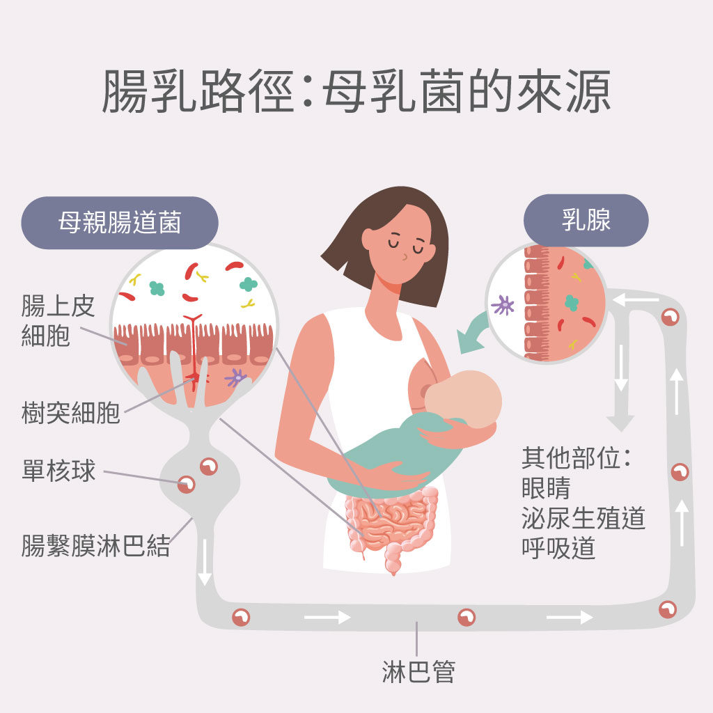 母乳菌來源