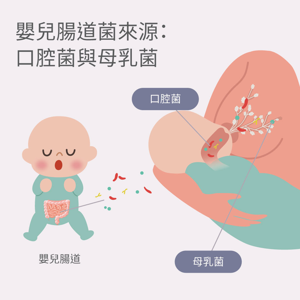 口腔菌與母乳菌