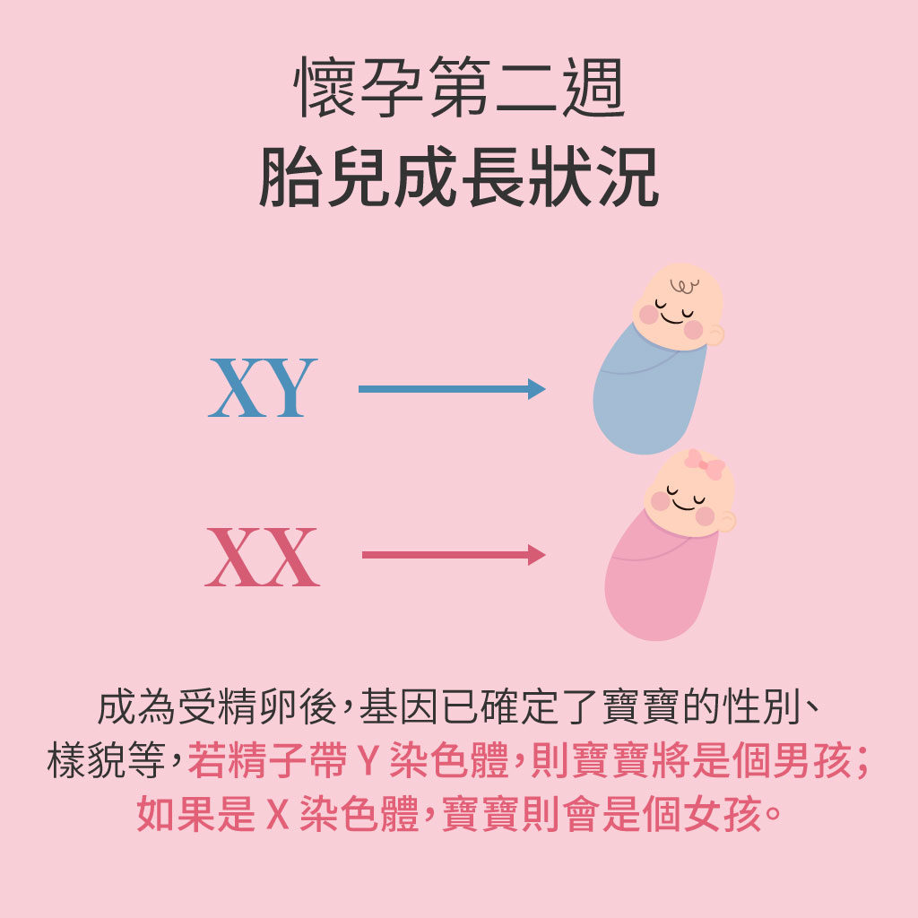 懷孕第二週胎兒成長狀況