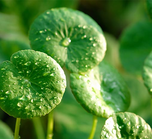 植萃舒膚專利成份