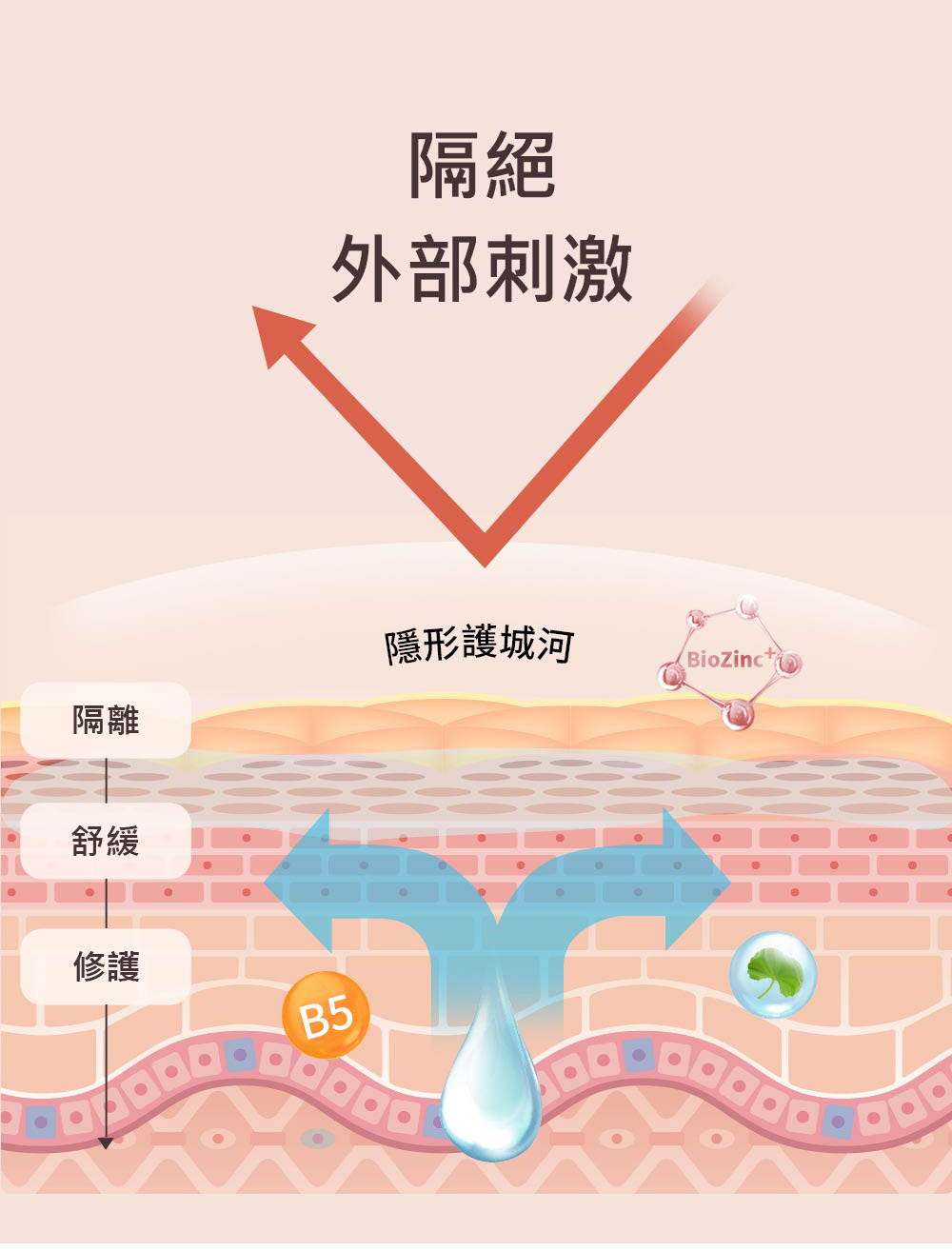 隔離、舒緩、修護肌膚示意圖